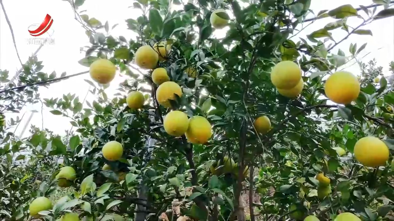 【赣鄱大地喜丰收】鱼肥水美 瓜果飘香 赣鄱大地秋收忙