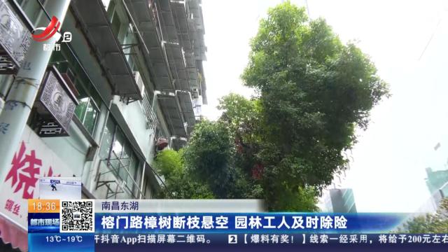 南昌东湖：榕门路樟树断枝悬空 园林工人及时除险