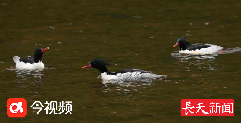 鹰潭龙虎山迎来首批越冬中华秋沙鸭，系连续19年“打卡”