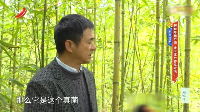 云南昆明：探秘珍稀竹园 金元宝竹你见过吗？