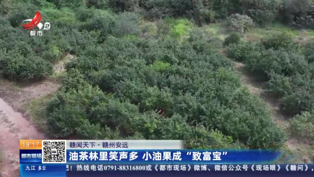 【赣闻天下】赣州安远：油茶林里笑声多 小油果成“致富宝”