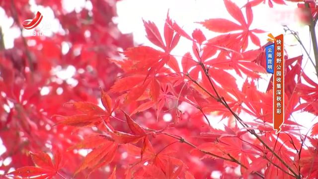 云南昆明：快来郊野公园收集深秋色彩