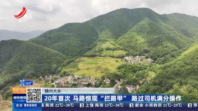 赣州大余：20年首次 马路惊现“拦路甲” 路过司机满分操作