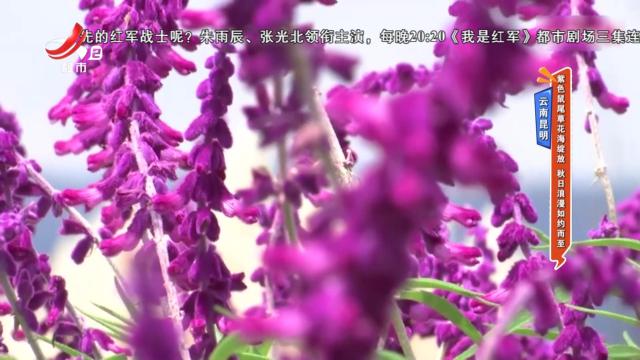 云南昆明：紫色鼠尾草花海绽放 秋日浪漫如约而至