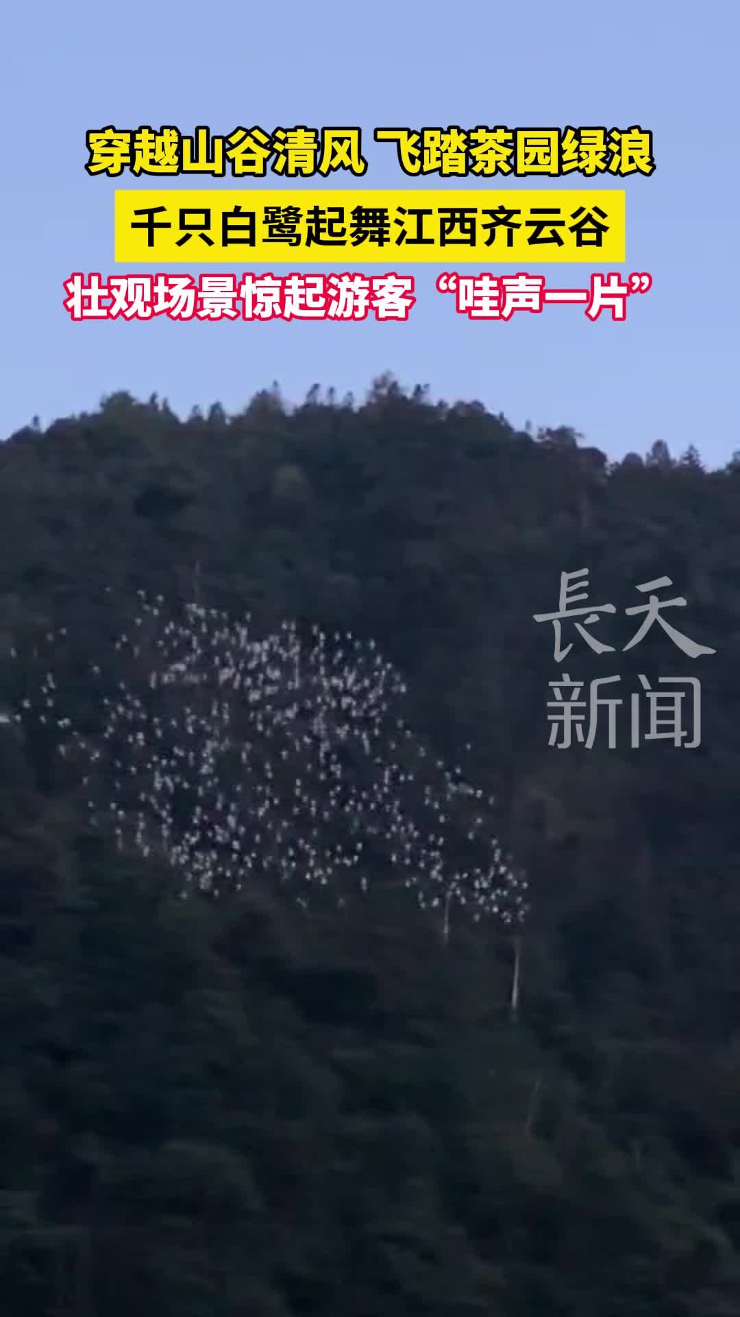 千只白鹭起舞江西齐云谷，壮观场景惊起游客“哇声一片”