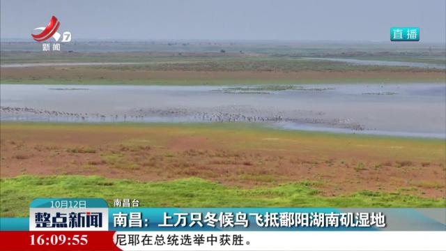 南昌：上万只冬候鸟飞抵鄱阳湖南矶湿地
