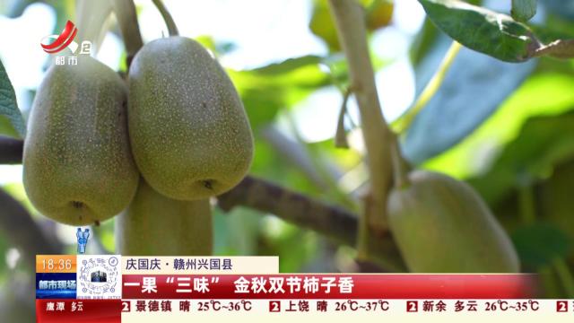 【庆国庆】赣州兴国县：一果“三味” 金秋双节柿子香