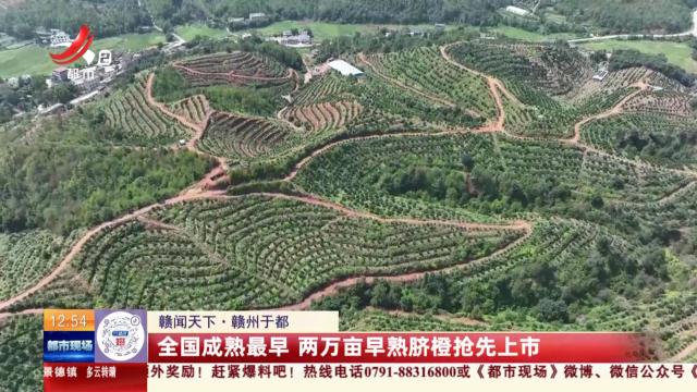 【赣闻天下】赣州于都：全国成熟最早 两万亩早熟脐橙抢先上市
