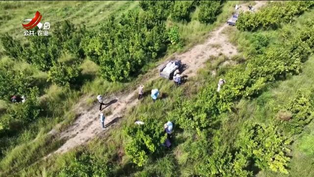 稻花香里20251029 乡村振兴进行时——“柚”是一年丰收