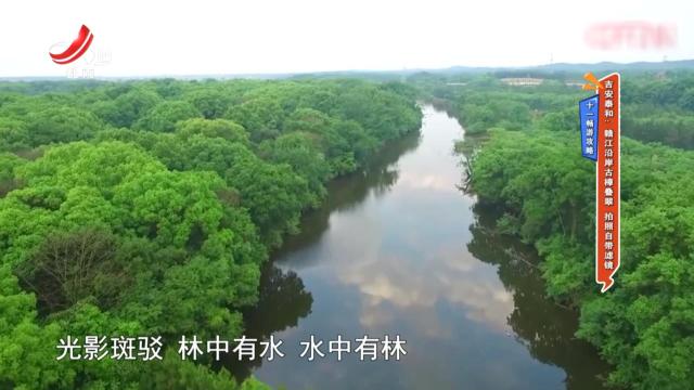 【十一畅游攻略】吉安泰和：赣江沿岸古樟叠翠 拍照自带滤镜