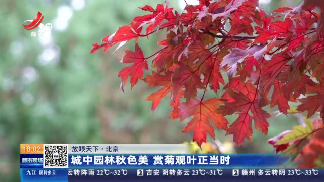 【放眼天下】北京：城中园林秋色美 赏菊观叶正当时