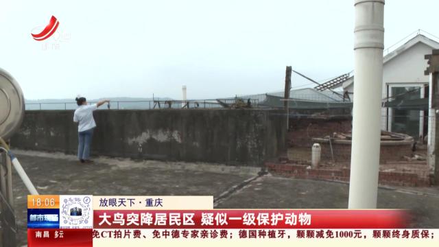 【放眼天下】重庆：大鸟突降居民区 疑似一级保护动物