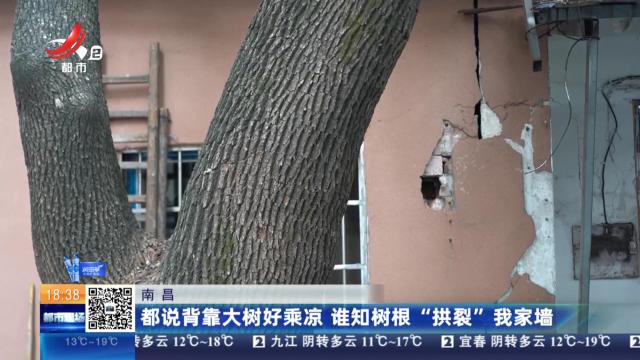 南昌：都说背靠大树好乘凉 谁知树根“拱裂”我家墙