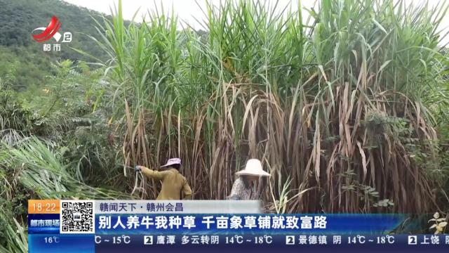 【赣闻天下】赣州会昌：别人养牛我种草 千亩象草铺就致富路