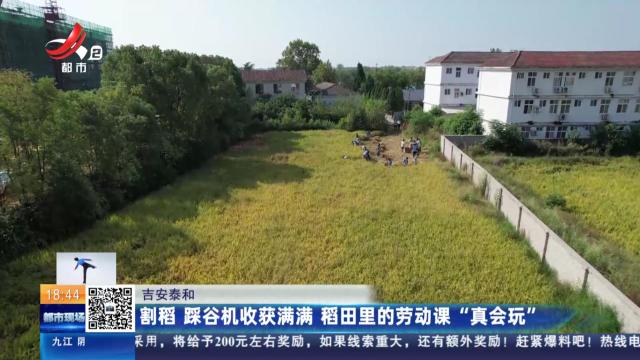 吉安泰和：割稻 踩谷机收获满满 稻田里的劳动课“真会玩”