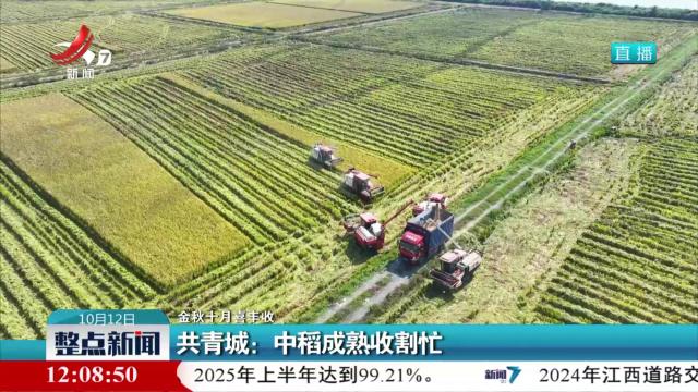 【金秋十月喜丰收】共青城：中稻成熟收割忙