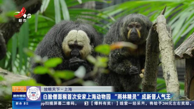 【放眼天下】上海：白脸僧面猴首次安家上海动物园 “雨林精灵”成新晋人气王