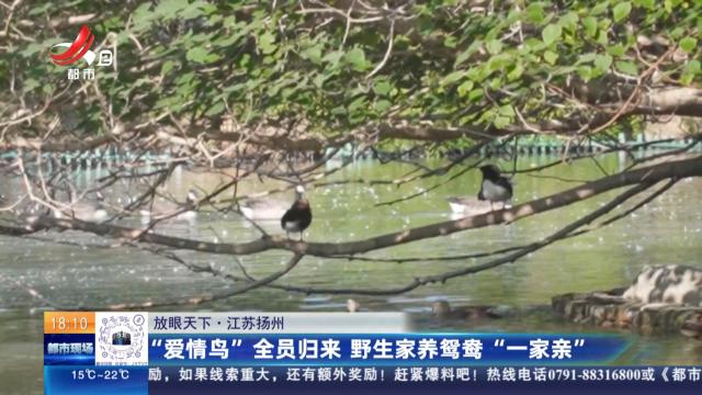 【放眼天下】江苏扬州：“爱情鸟”全员归来 野生家养鸳鸯“一家亲”