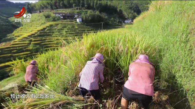 赣州崇义：梯田迎丰收 田园入画来
