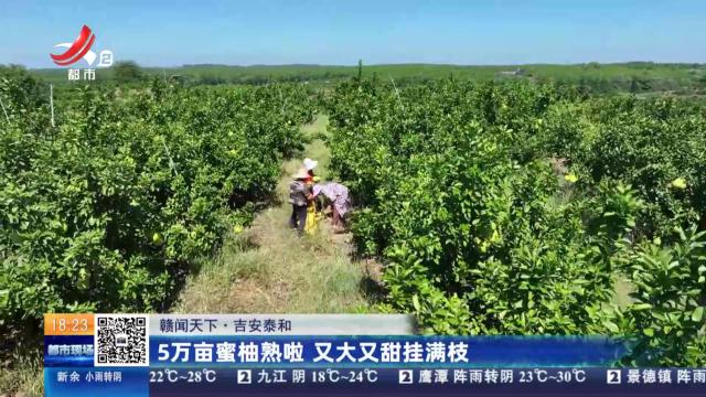 【赣闻天下】吉安泰和：5万亩蜜柚熟啦 又大又甜挂满枝