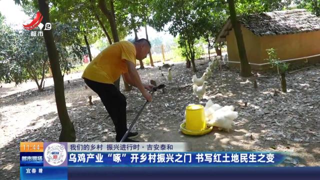 【我们的乡村 振兴进行时】吉安泰和：乌鸡产业“啄”开乡村振兴之门 书写红土地民生之变