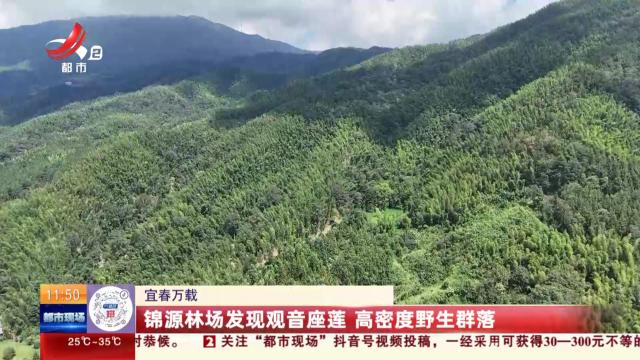 宜春万载：锦源林场发现观音座莲 高密度野生群落
