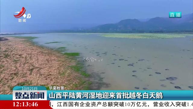 【华夏胜景】山西平陆黄河湿地迎来首批越冬白天鹅