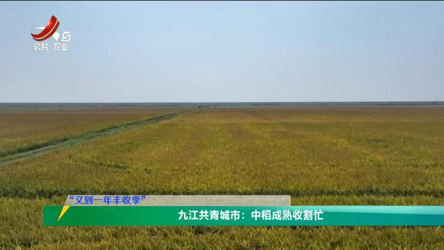三农头条20251014