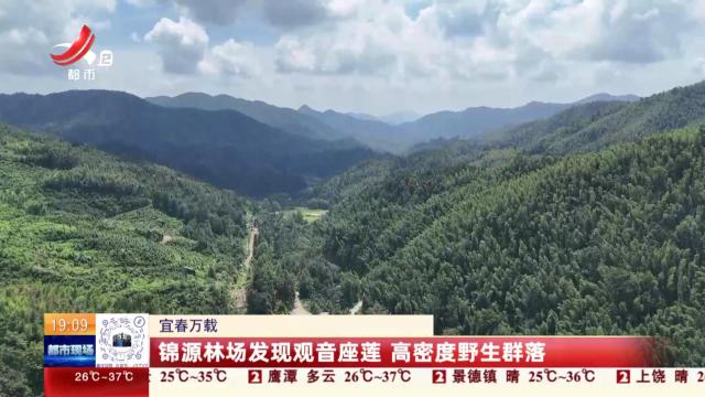 宜春万载：锦源林场发现观音座莲 高密度野生群落