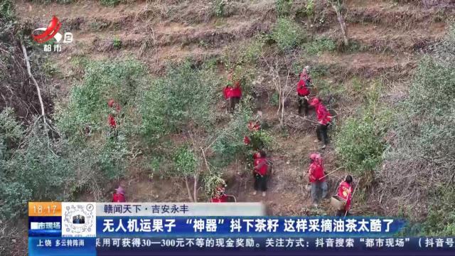 【赣闻天下】吉安永丰：无人机运果子“神器”抖下茶籽 这样采摘油茶太酷了