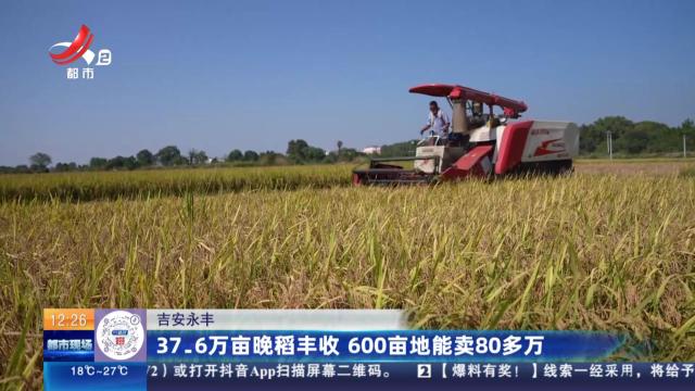 吉安永丰：37.6万亩晚稻丰收 600亩地能卖80多万