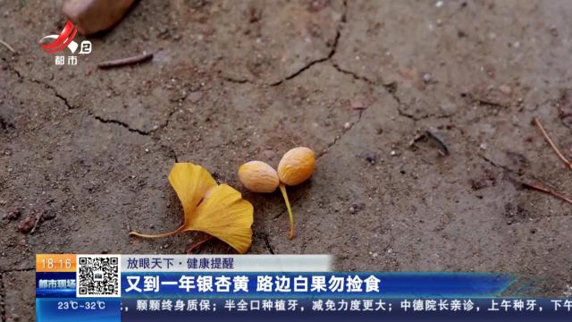【放眼天下·健康提醒】又到一年银杏黄 路边白果勿捡食