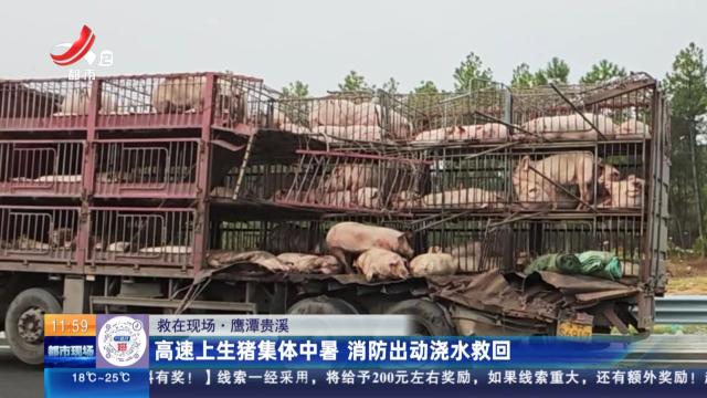 【救在现场】鹰潭贵溪：高速上生猪集体中暑 消防出动浇水救回