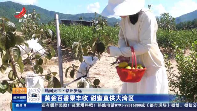 【赣闻天下】赣州安远：黄金百香果丰收 甜蜜直供大湾区