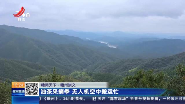【赣闻天下】赣州崇义：油茶采摘季 无人机空中搬运忙