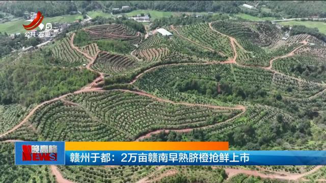 赣州于都：2万亩赣南早熟脐橙抢鲜上市
