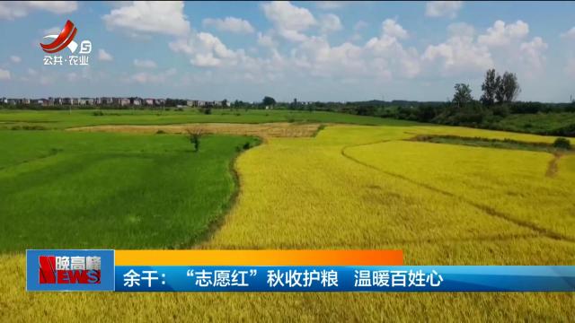 余干：“志愿红”秋收护粮 温暖百姓心