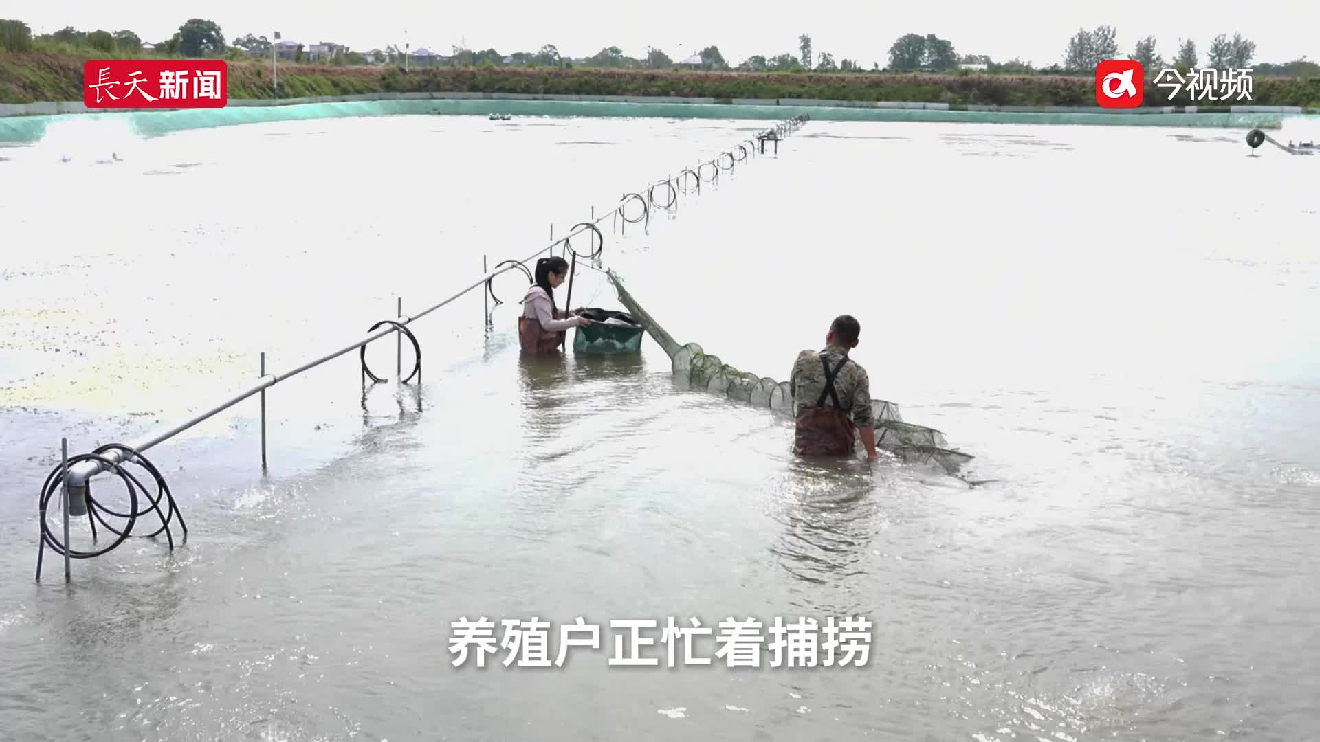 “蟹”逅一湖清水：鄱阳湖生态养殖迎丰收