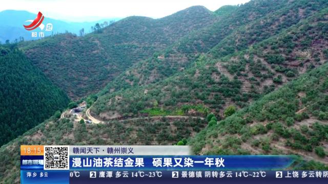【赣闻天下】赣州崇义：漫山油茶结金果 硕果又染一年秋