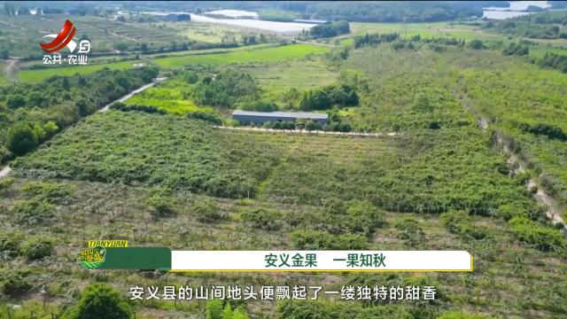 从田园到餐桌20251004