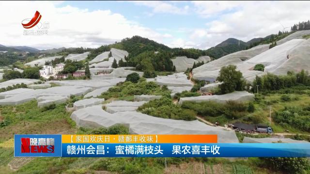 【家国欢庆日·赣鄱丰收味】赣州会昌：蜜橘满枝头 果农喜丰收