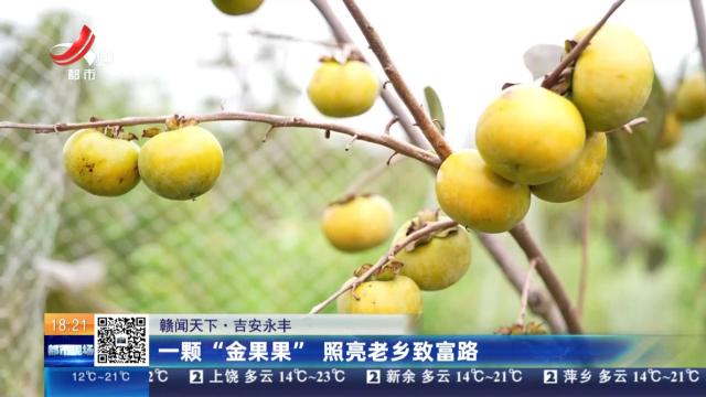【赣闻天下】吉安永丰：一颗“金果果” 照亮老乡致富路