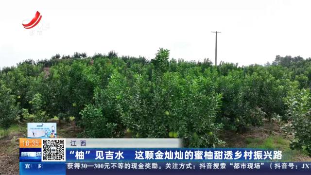 江西：“柚”见吉水 这颗金灿灿的蜜柚甜透乡村振兴路