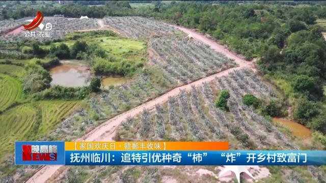 【家国欢庆日·赣鄱丰收味】抚州临川：追特引优种奇“柿” “炸”开乡村致富门