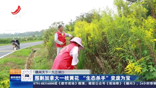 【赣闻天下】九江湖口：围剿加拿大一枝黄花 “生态杀手”变废为宝