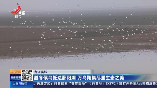 九江吴城：越冬候鸟抵达鄱阳湖 万鸟翔集尽显生态之美
