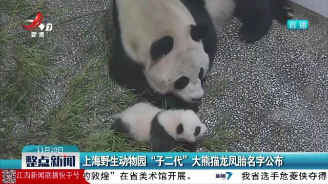 上海野生动物园“子二代”大熊猫龙凤胎名字公布