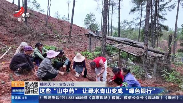 【赣闻天下】吉安万安：这些“山中药” 让绿水青山变成“绿色银行”