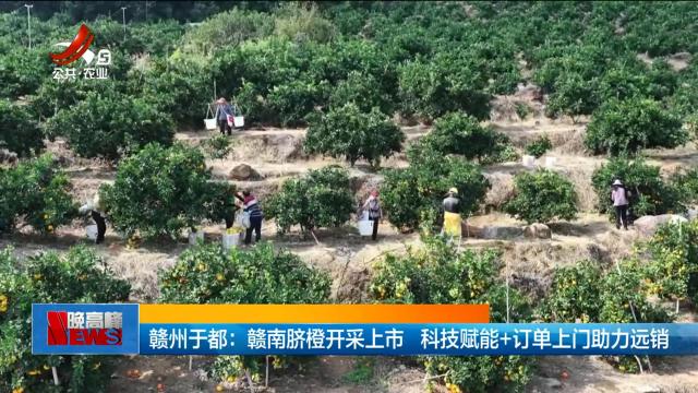 赣州于都：赣南脐橙开采上市 科技赋能+订单上门助力远销