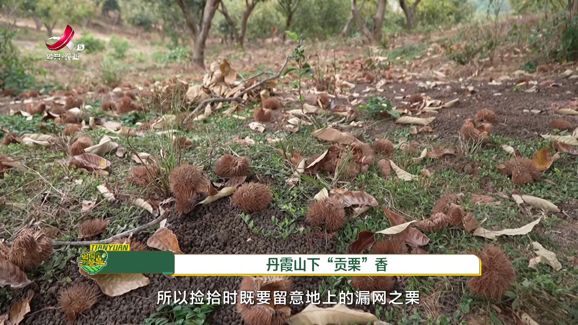 从田园到餐桌20251103